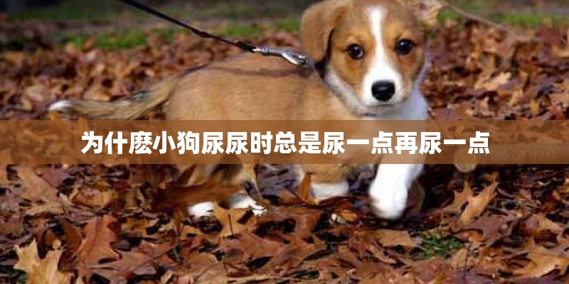 为什麽小狗尿尿时总是尿一点再尿一点