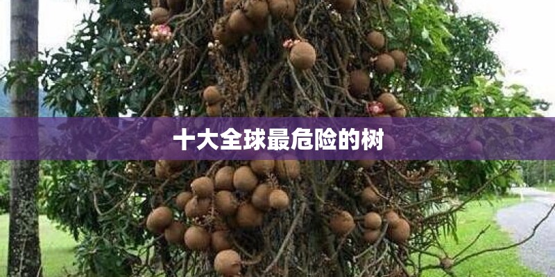 十大全球最危险的树