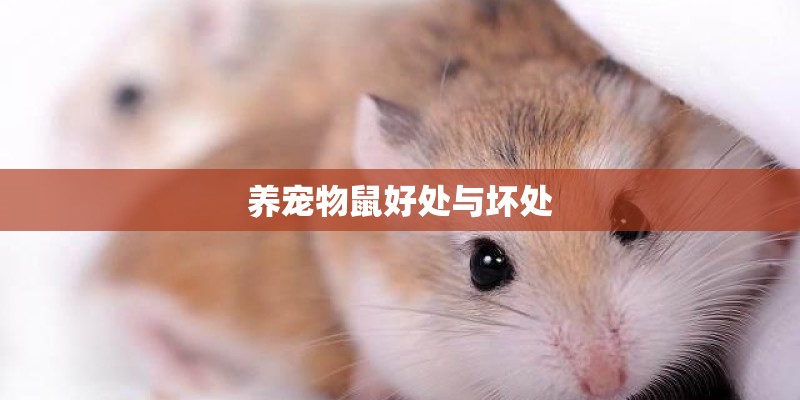 养宠物鼠好处与坏处