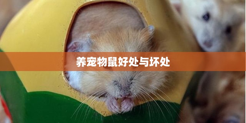 养宠物鼠好处与坏处