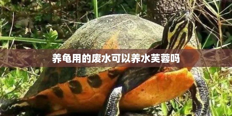 养龟用的废水可以养水芙蓉吗