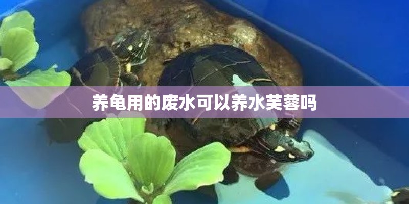 养龟用的废水可以养水芙蓉吗