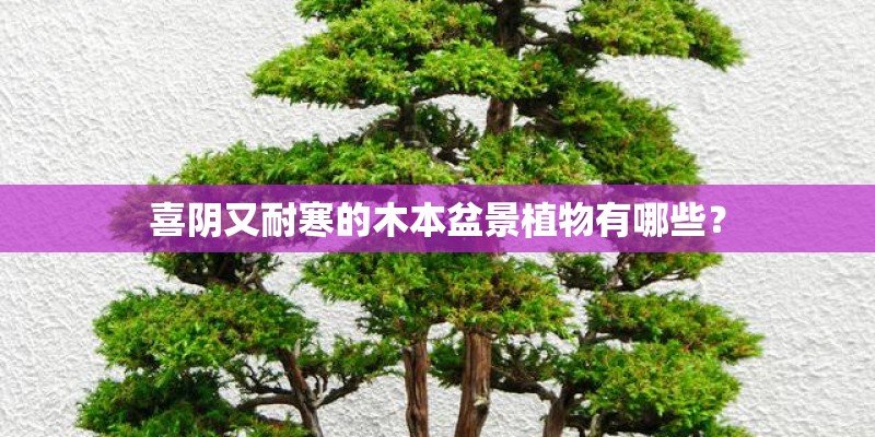 喜阴又耐寒的木本盆景植物有哪些？