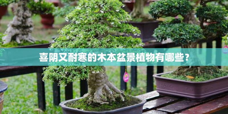 喜阴又耐寒的木本盆景植物有哪些？