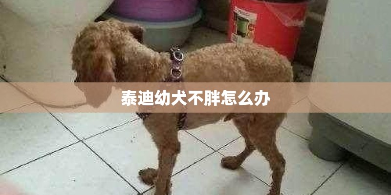 泰迪幼犬不胖怎么办