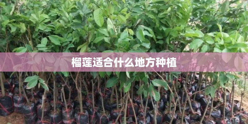 榴莲适合什么地方种植