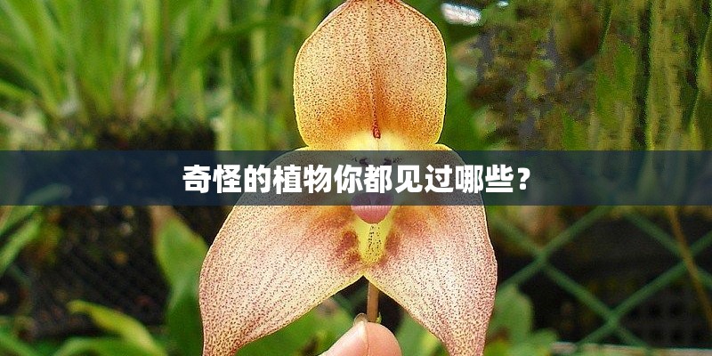 奇怪的植物你都见过哪些？