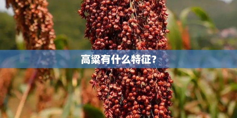 安装平台app有哪些
