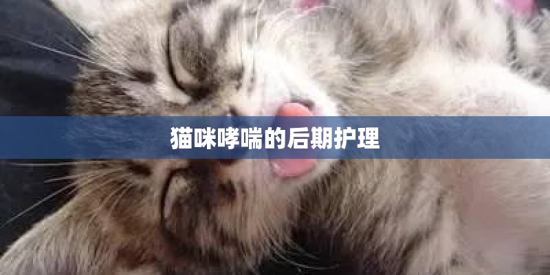猫咪哮喘的后期护理