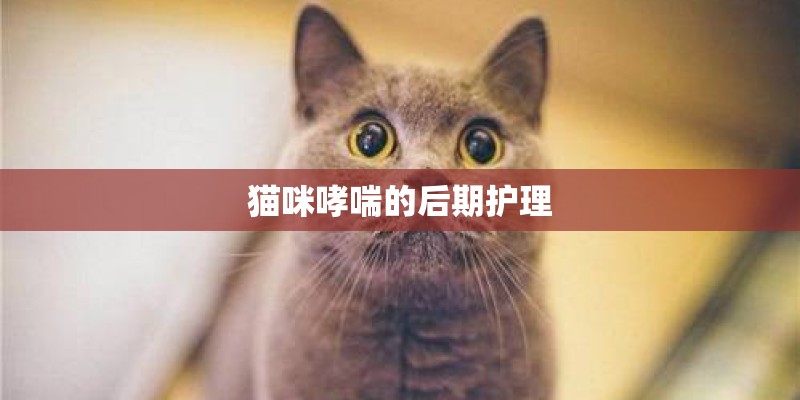猫咪哮喘的后期护理