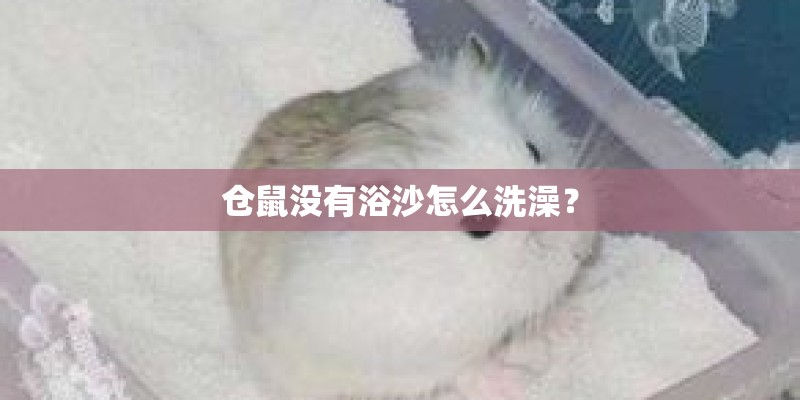 仓鼠没有浴沙怎么洗澡？