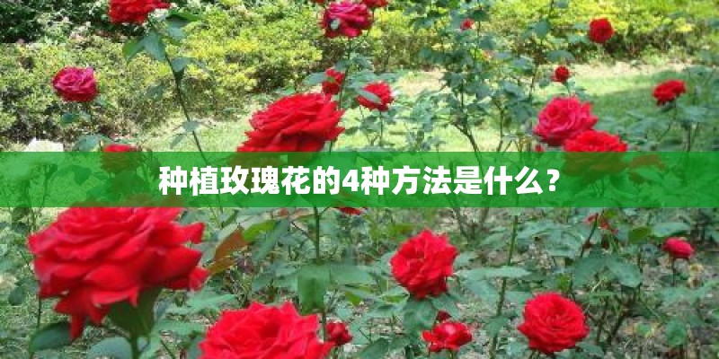 种植玫瑰花的4种方法是什么？