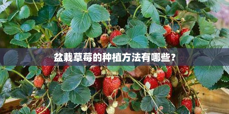 盆栽草莓的种植方法有哪些？