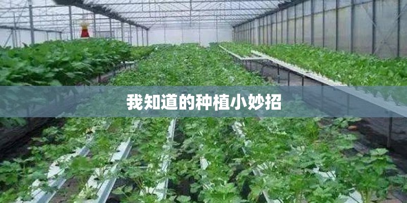 我知道的种植小妙招