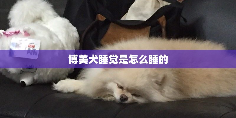 博美犬睡觉是怎么睡的