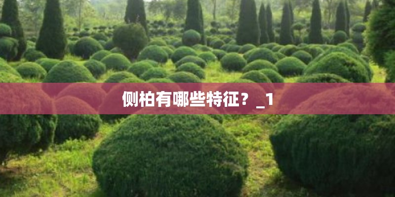 侧柏有哪些特征？_1