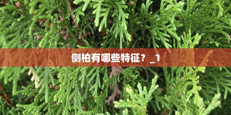 侧柏有哪些特征？_1