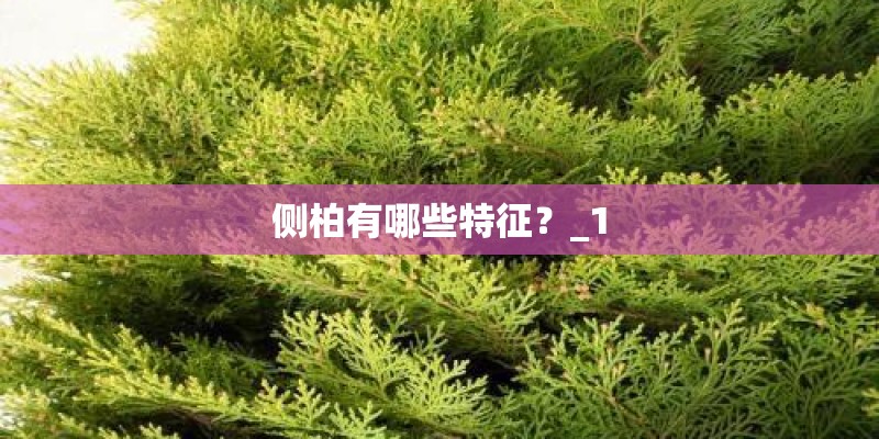 侧柏有哪些特征？_1