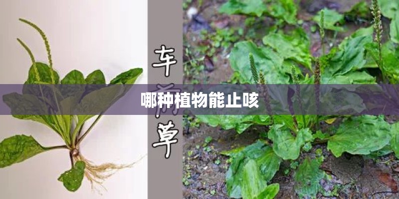 哪种植物能止咳