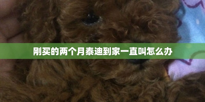 刚买的两个月泰迪到家一直叫怎么办