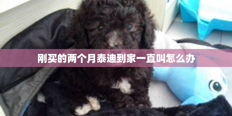 刚买的两个月泰迪到家一直叫怎么办