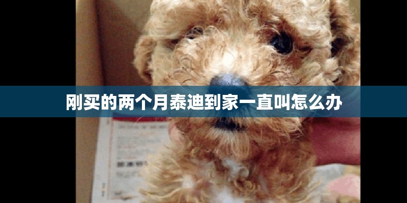 刚买的两个月泰迪到家一直叫怎么办