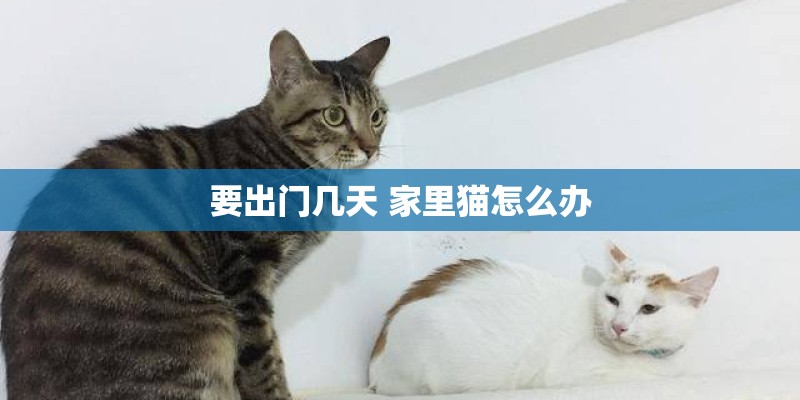 要出门几天 家里猫怎么办