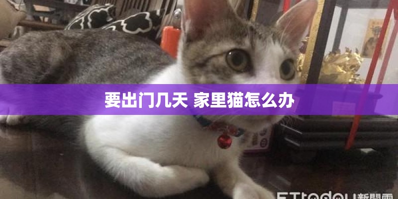 要出门几天 家里猫怎么办