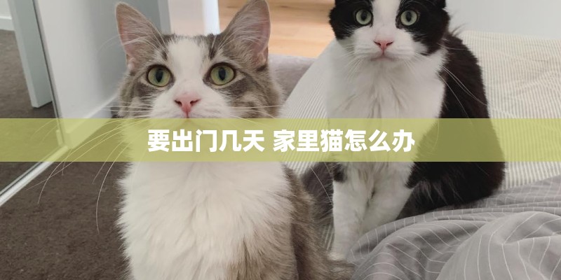 要出门几天 家里猫怎么办