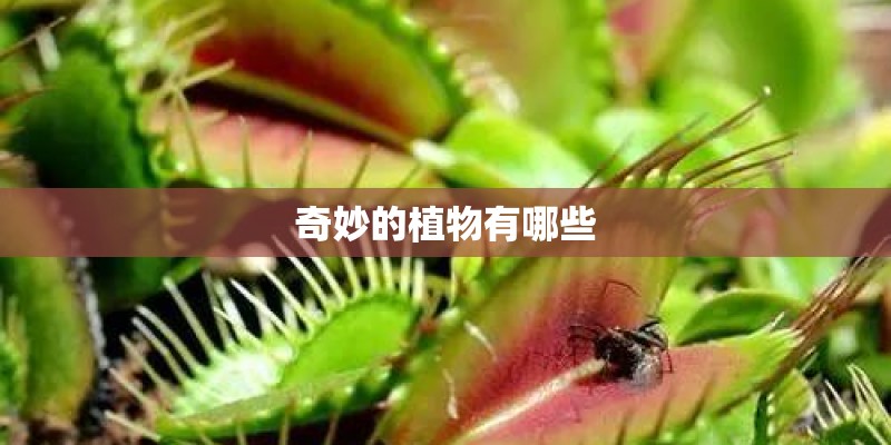 奇妙的植物有哪些