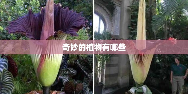 奇妙的植物有哪些