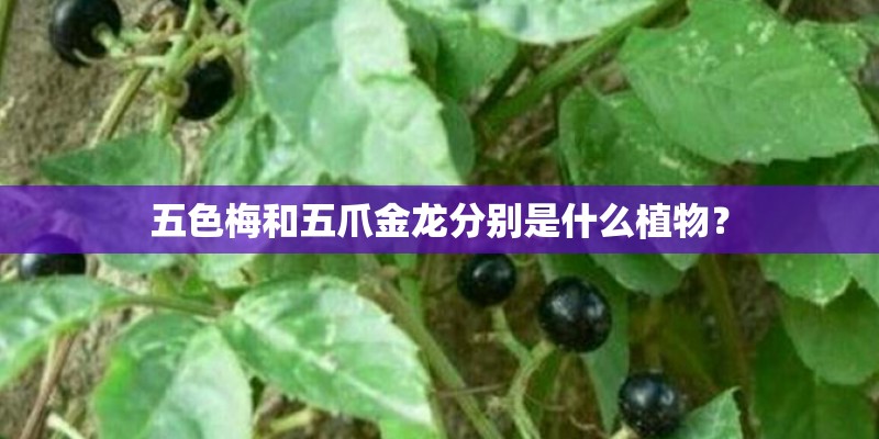五色梅和五爪金龙分别是什么植物？