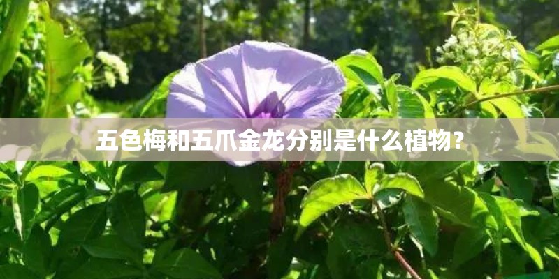 五色梅和五爪金龙分别是什么植物？