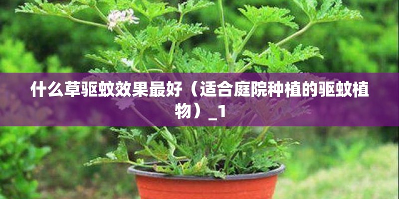 什么草驱蚊效果最好（适合庭院种植的驱蚊植物）_1