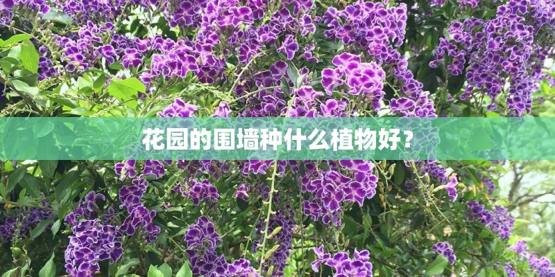 花园的围墙种什么植物好？