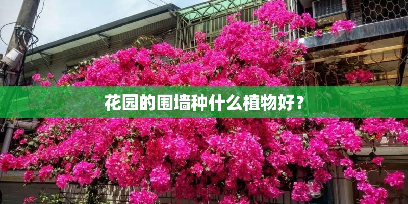 花园的围墙种什么植物好？