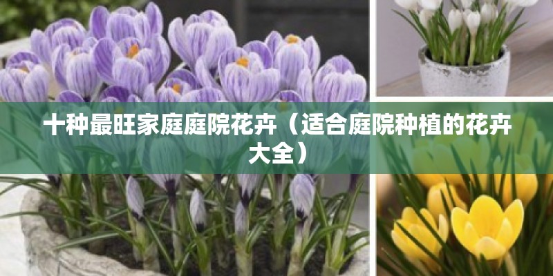 十种最旺家庭庭院花卉（适合庭院种植的花卉大全）
