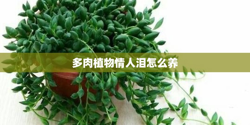 多肉植物情人泪怎么养