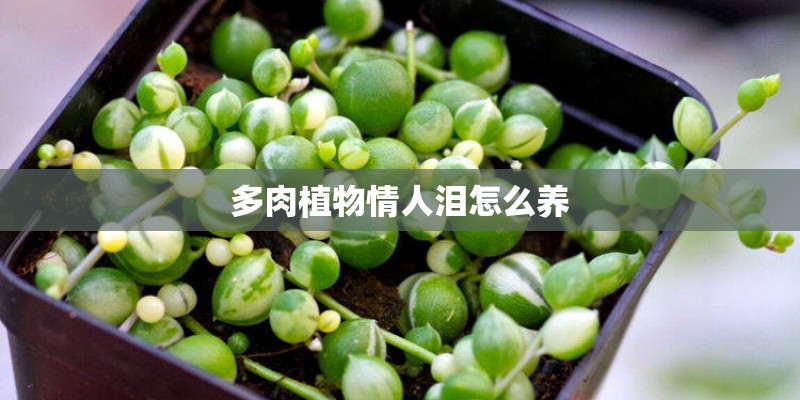 多肉植物情人泪怎么养
