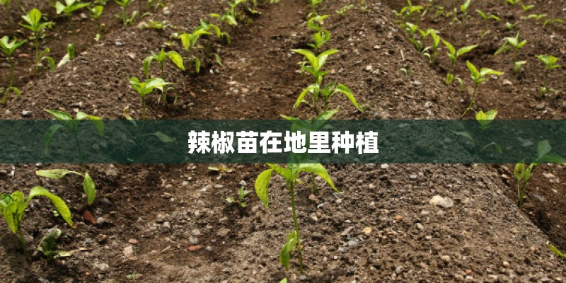 辣椒苗在地里种植