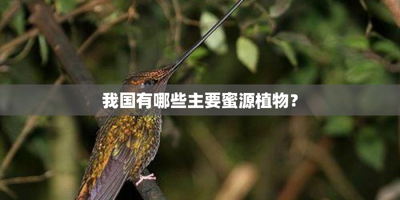 我国有哪些主要蜜源植物？