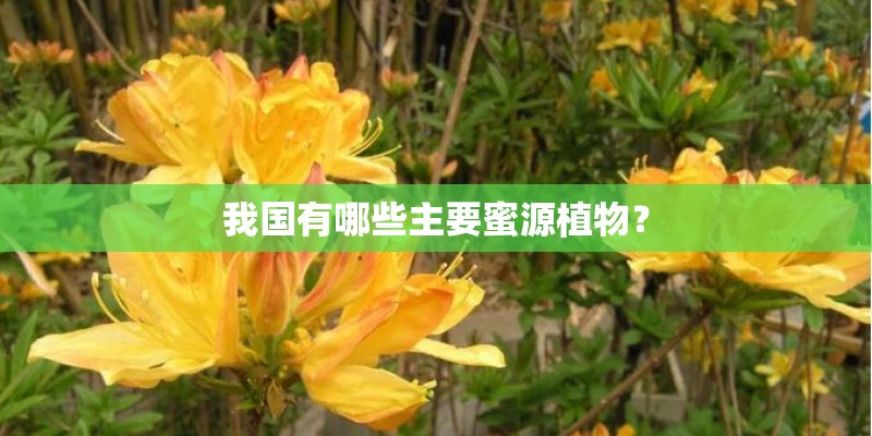我国有哪些主要蜜源植物？