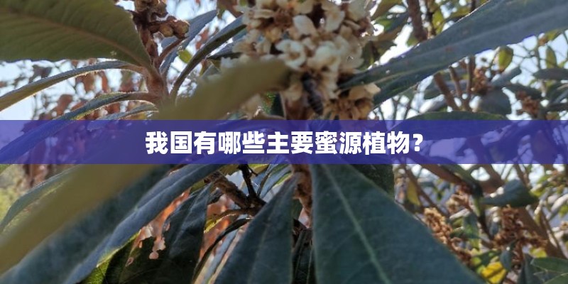 我国有哪些主要蜜源植物？