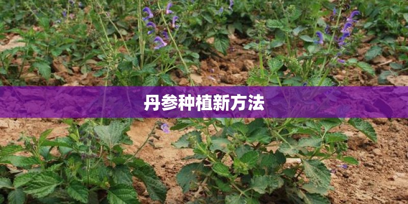 丹参种植新方法