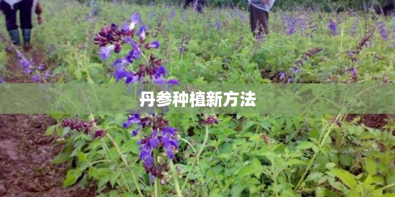 丹参种植新方法