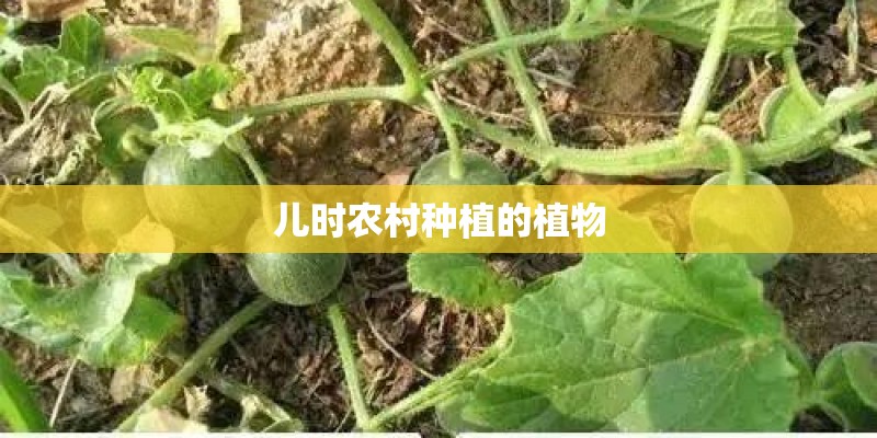 儿时农村种植的植物