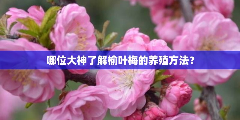 哪位大神了解榆叶梅的养殖方法？