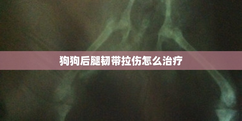 狗狗后腿韧带拉伤怎么治疗
