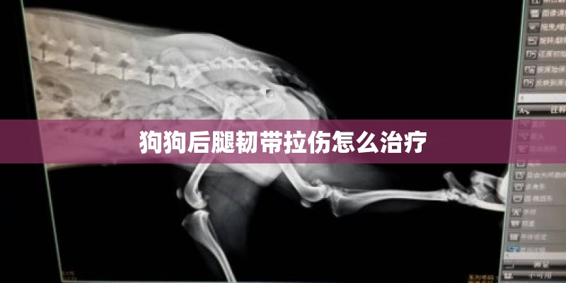 狗狗后腿韧带拉伤怎么治疗