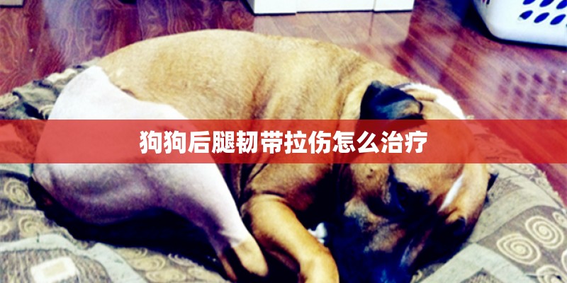 狗狗后腿韧带拉伤怎么治疗